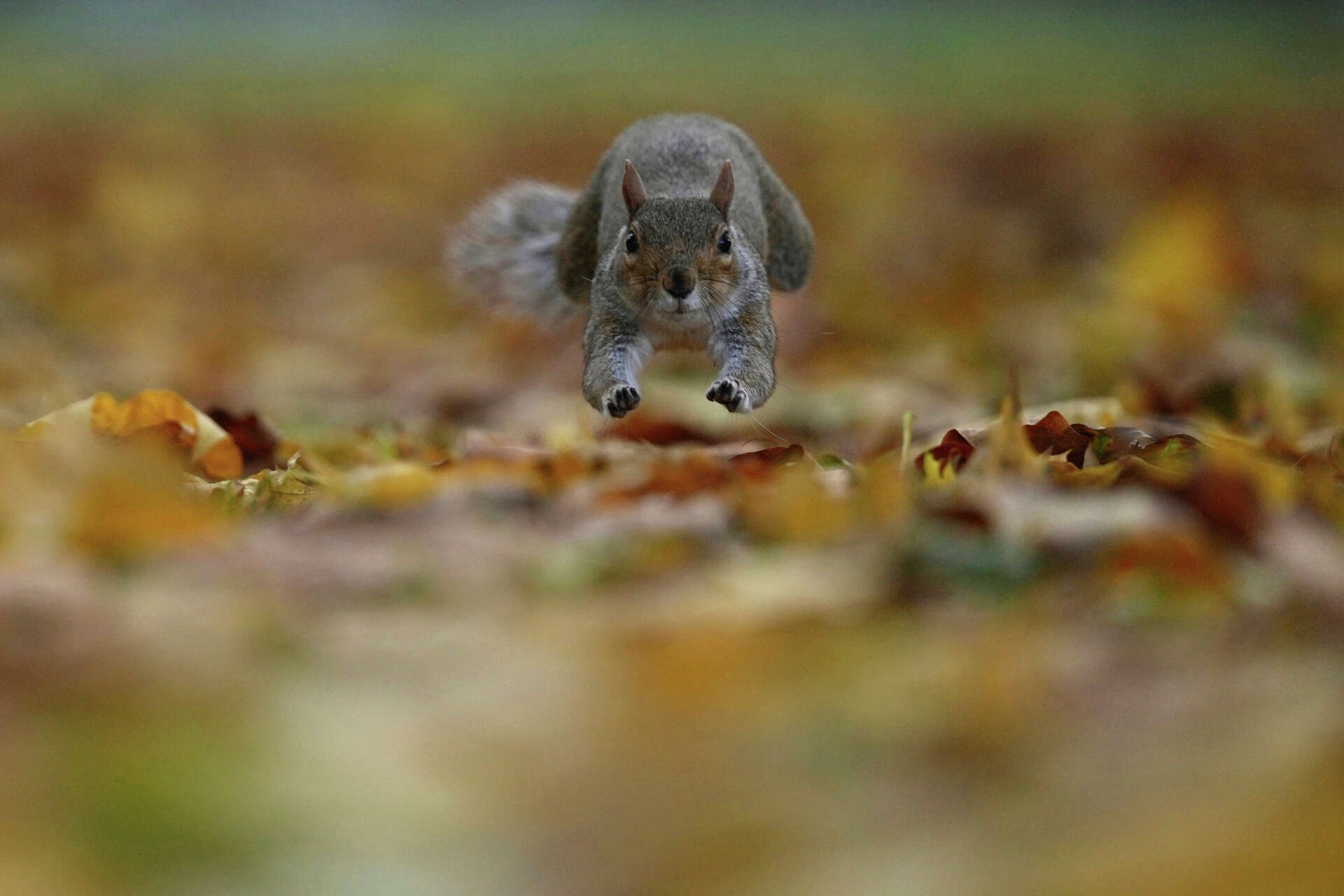 10 cosas que no sabías sobre las mariposas – Unfocussed Photography \u0026 Art, image size:1920x1280