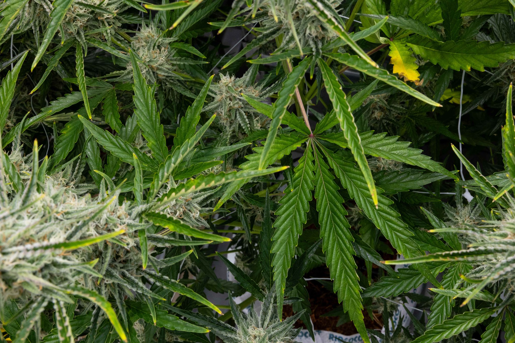 Das Wachstum des texanischen Programms für medizinisches Cannabis verläuft ...