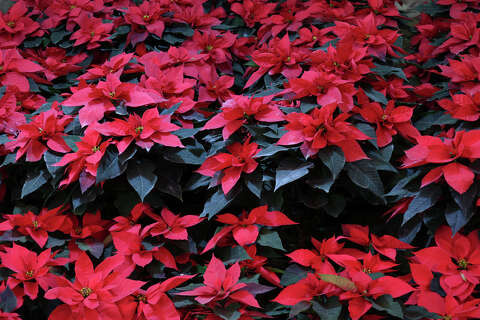 Poinsettia care tips: Keep your holiday plant thriving
