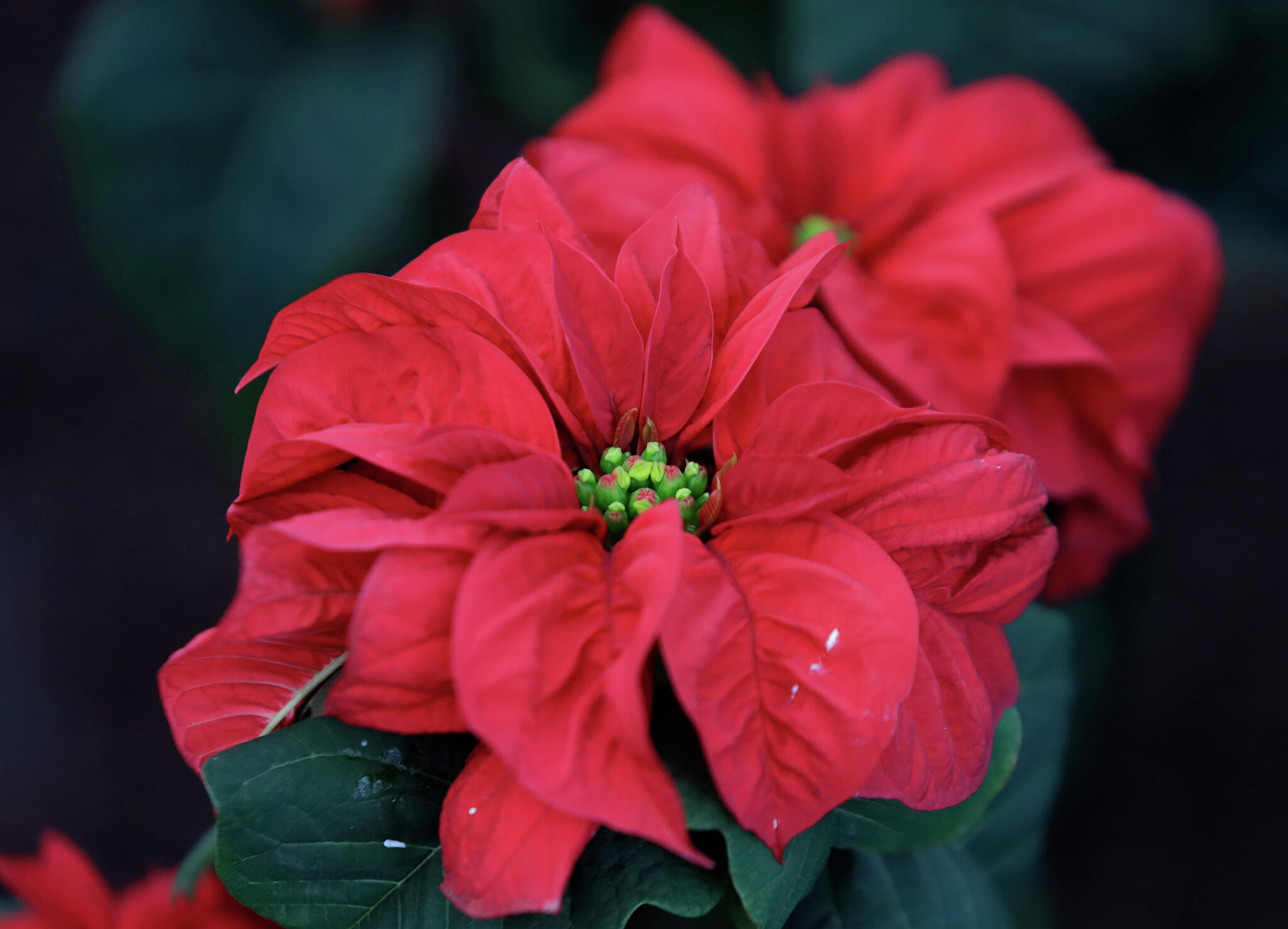 Poinsettia care tips: Keep your holiday plant thriving