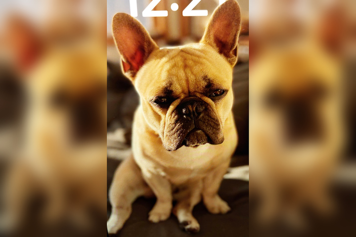 Stolen French bulldog Hank found in Oakland after more than a week