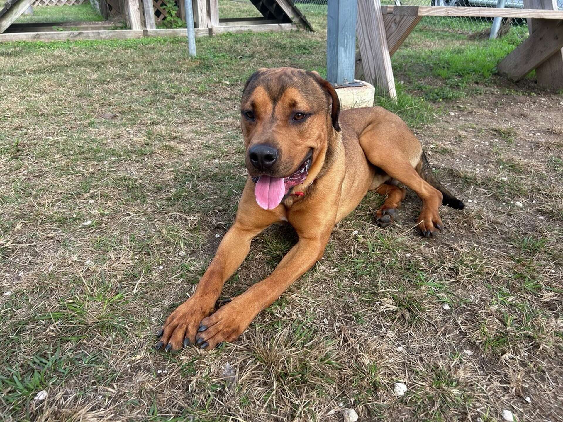 Rhodesian Ridgeback Mix Rottweiler