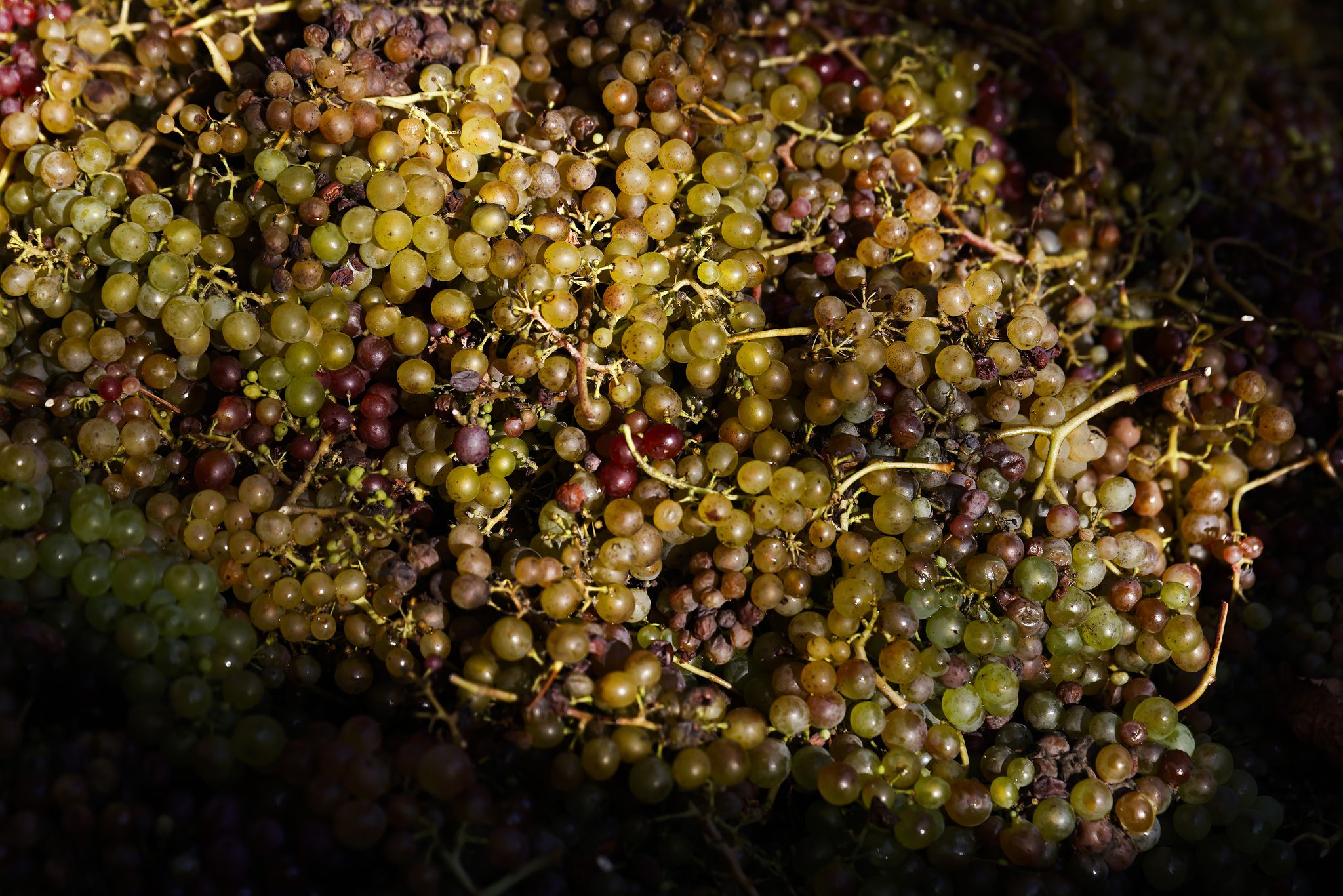 sfchronicle.com - Esther Mobley - It was a tough year for California wine - but here was the good news