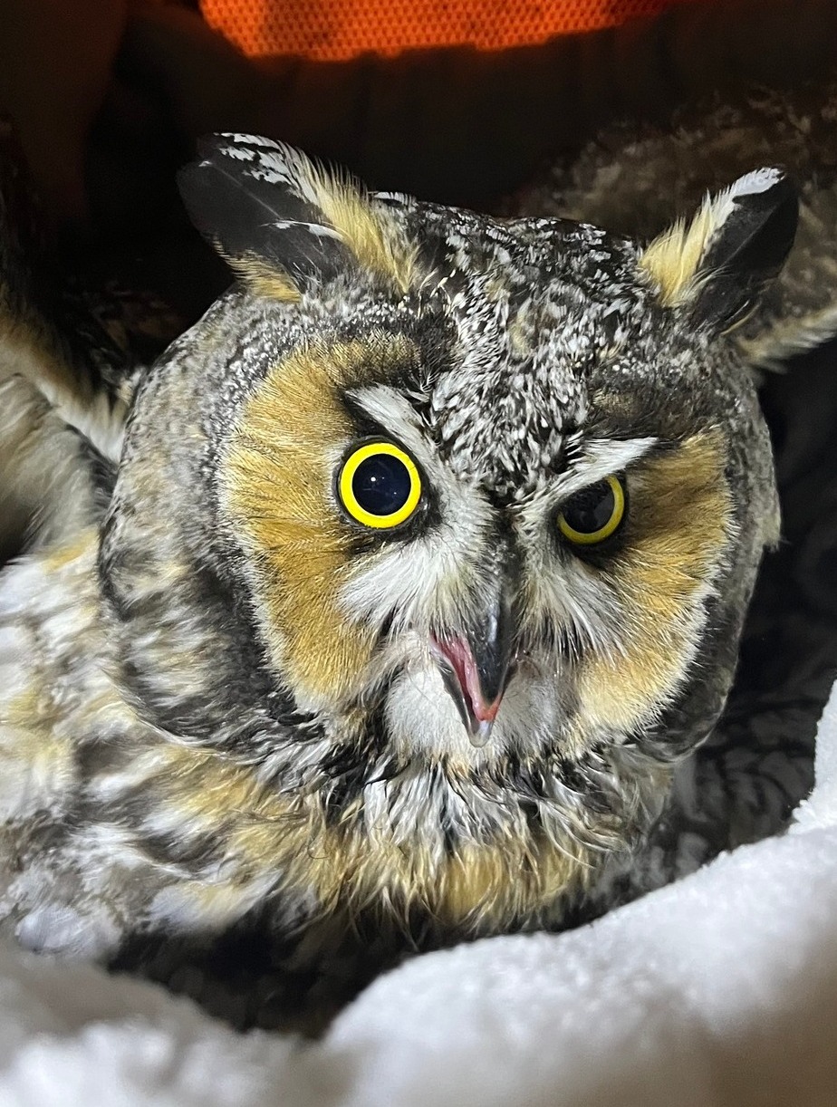 Owl Meeting 傷あり Owl Meeting 傷あり MeetingOWL」の人気商品一覧 | 安い商品を通販