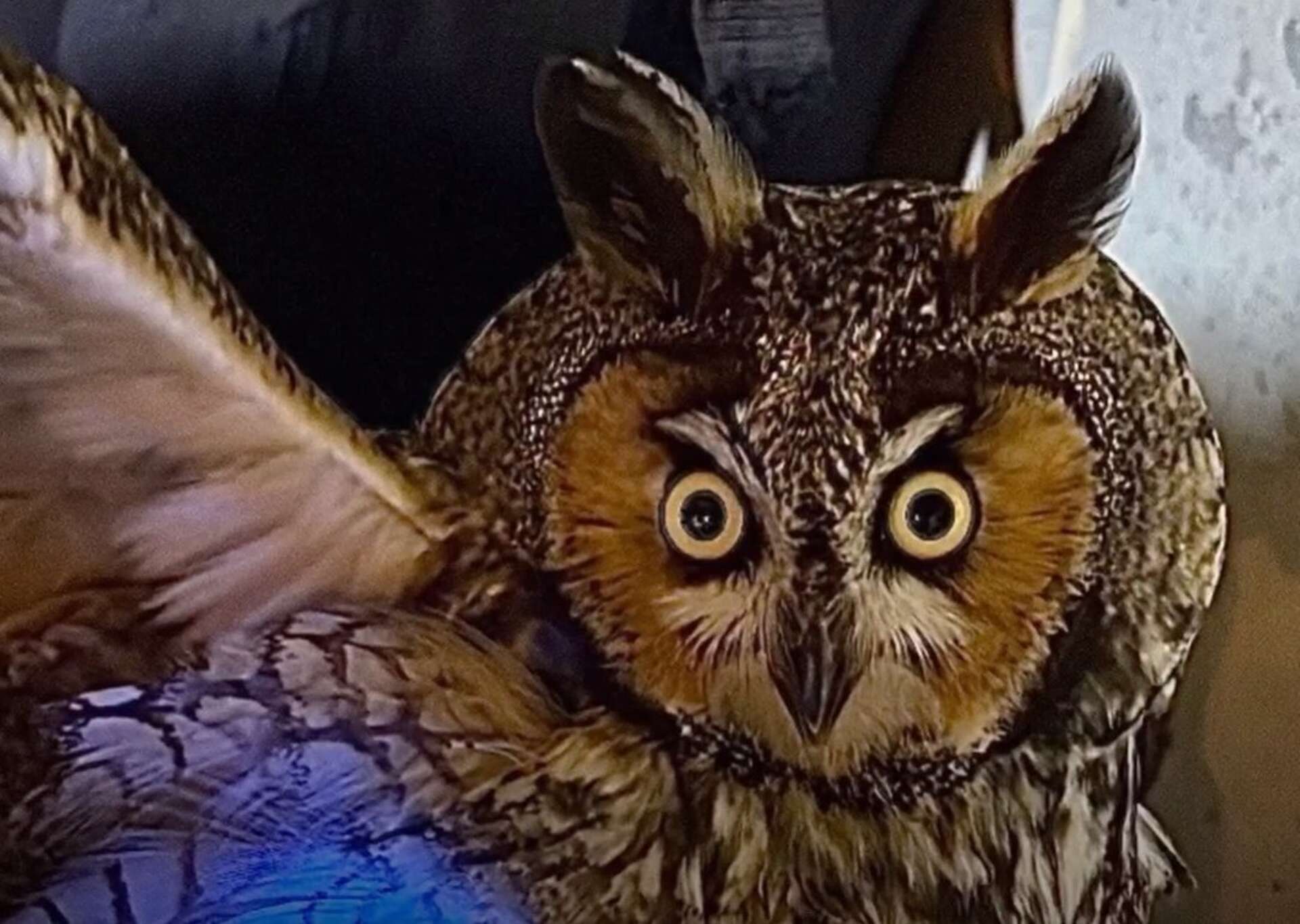 Injured long-eared owl recovering after crashing into Suffield house