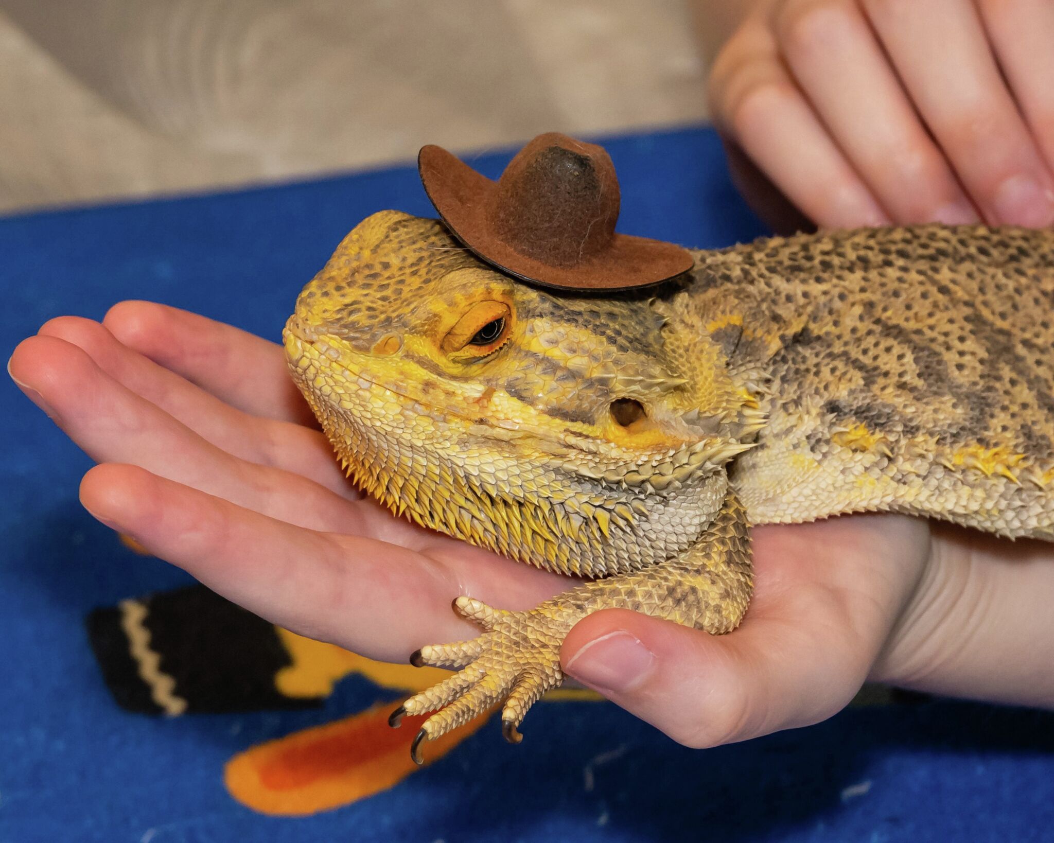 Hoppy Hour allows adults to pet small creatures at Round Rock library - Austin American-Statesman
