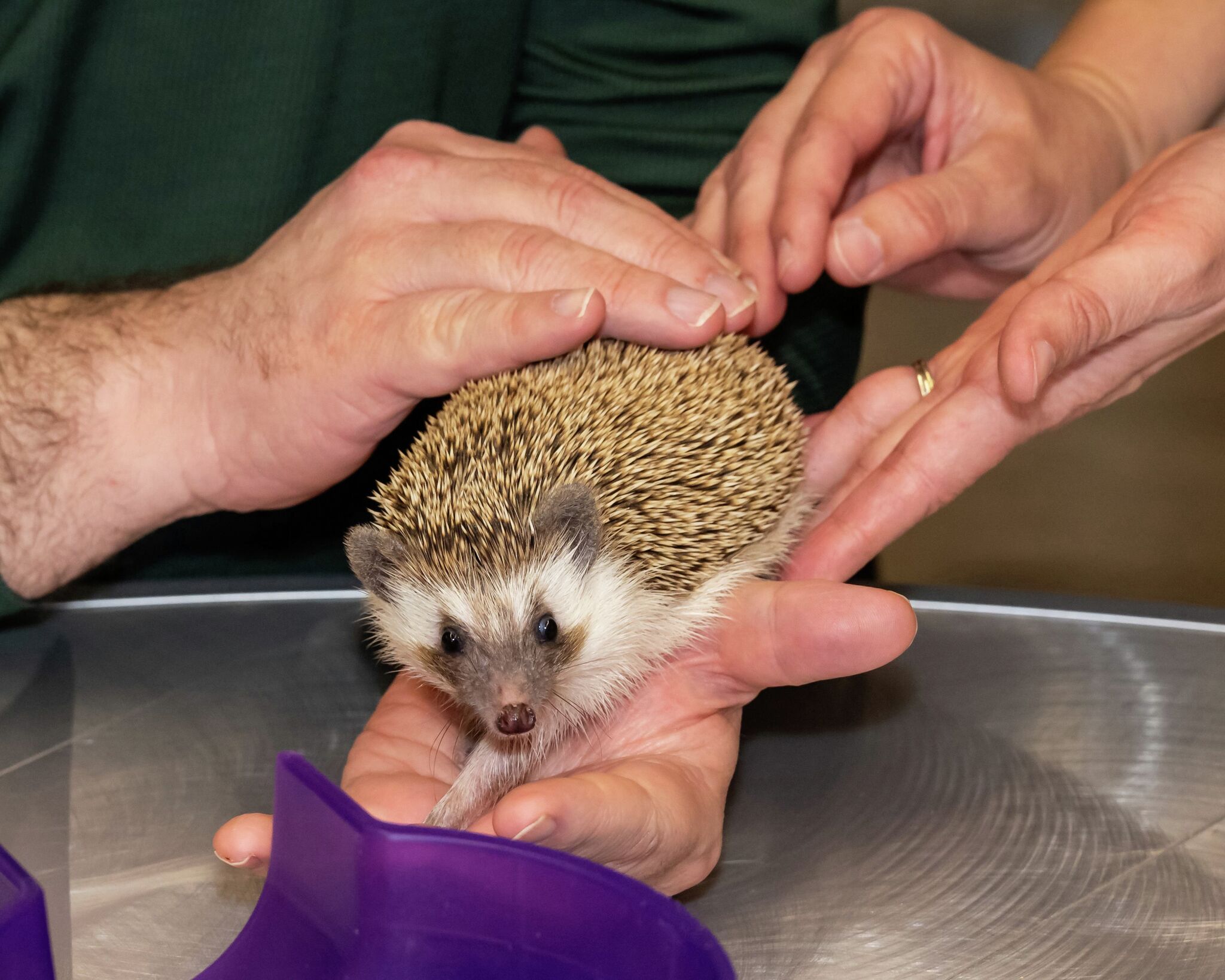 Hoppy Hour allows adults to pet small creatures at Round Rock library