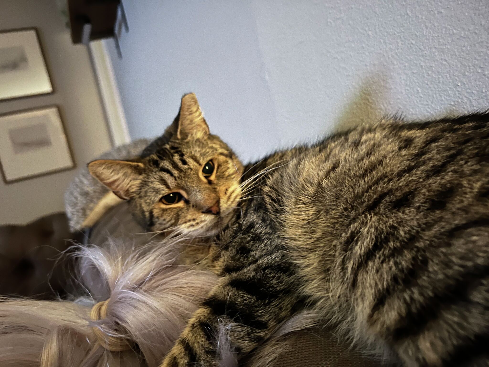 Opinion: Another stray cat struts through our door and into our hearts