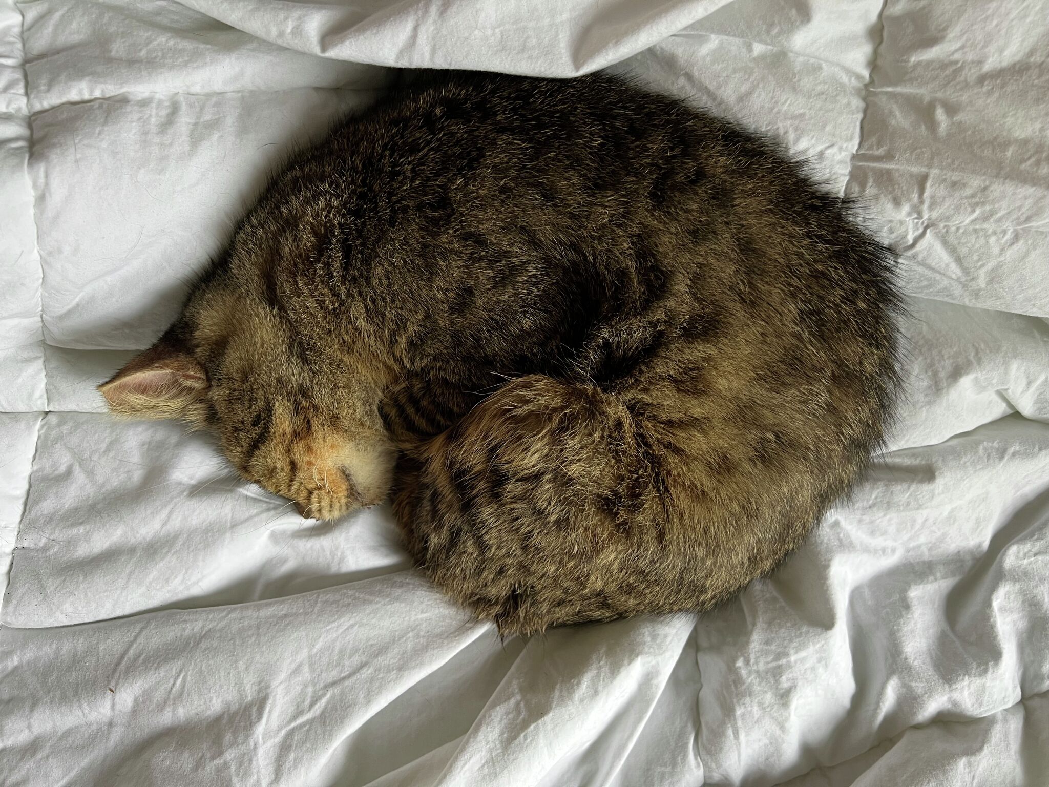 Opinion: Another stray cat struts through our door and into our hearts