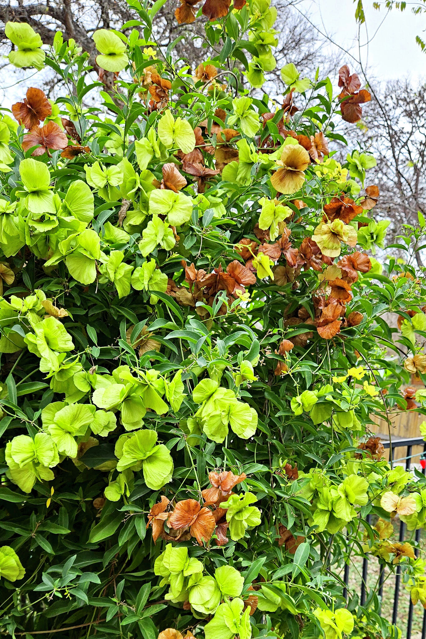 Yellow Wildflowers Dominate in the Fall, image size:1365x2048