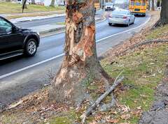 Officials confirm ID of 2nd teen killed in New Haven stolen car crash