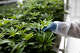 A technician inspects the leaves of cannabis plants growing inside a controlled environment.