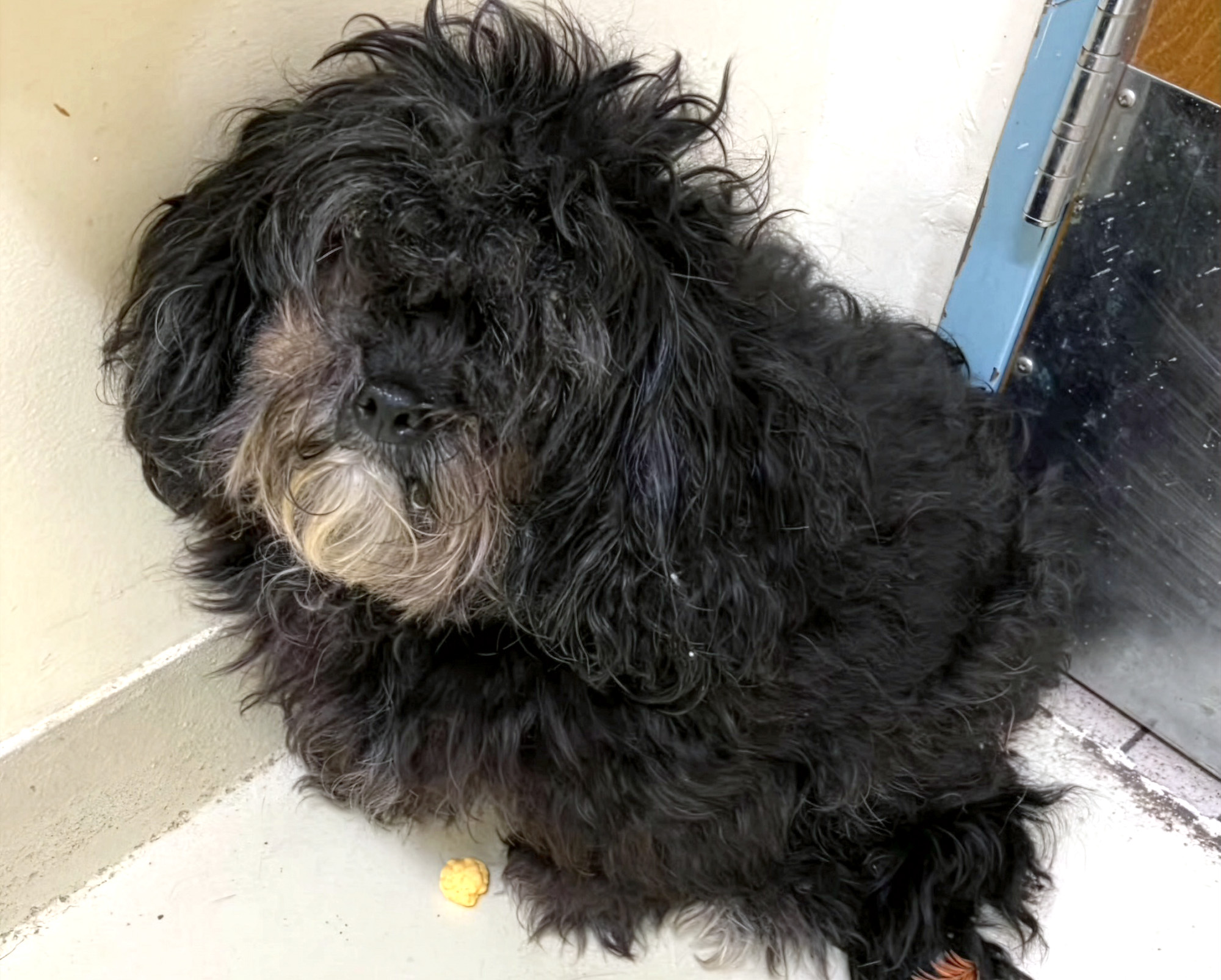 Fremont: Police Search For Owner Of 5 Abandoned Dogs Found Across City