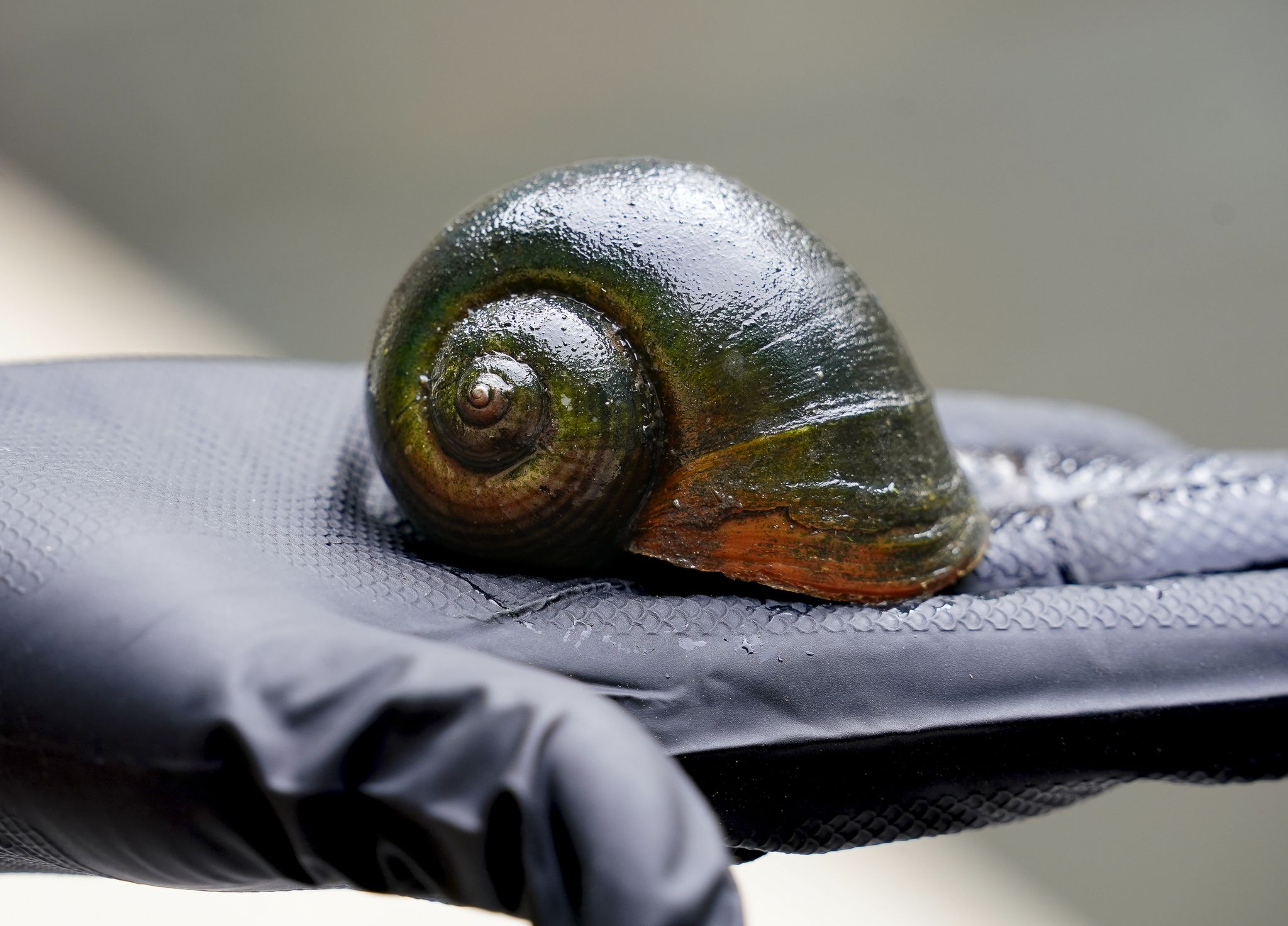 Leser meint, invasive Schnecken aus dem San Antonio River sollten auf der ...
