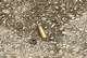 A shell casing lies on the ground after shots were fired Monday morning, June 17, 2019 at the Earle Cabell federal courthouse in downtown Dallas. Law enforcement returned fire and the shooter was hit by gunfire. No officers or citizens were injured. (Tom Fox/The Dallas Morning News)