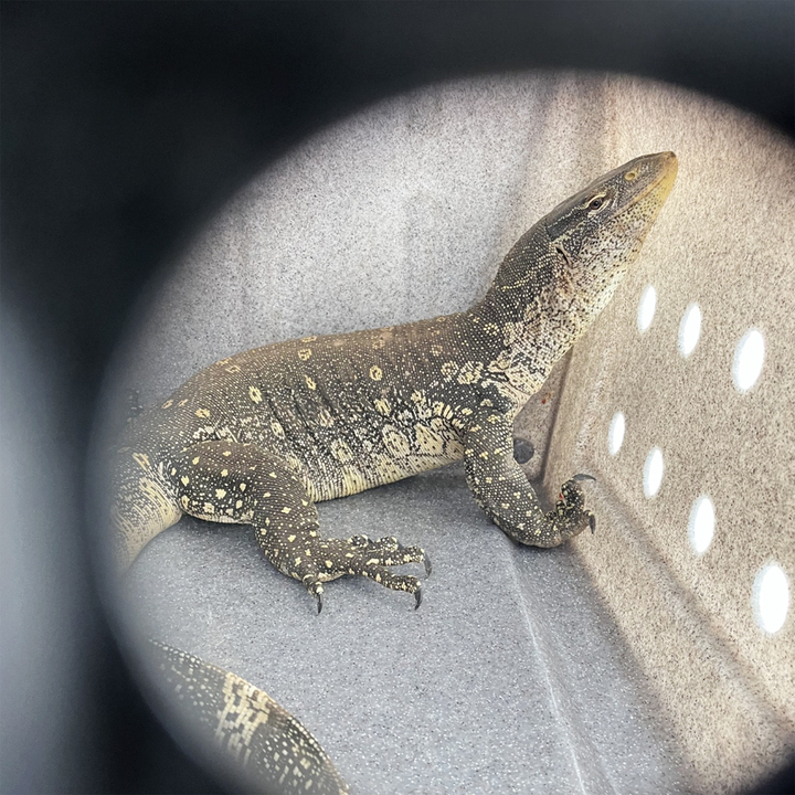 Why one of the world's largest lizards was left in a Bay Area home
