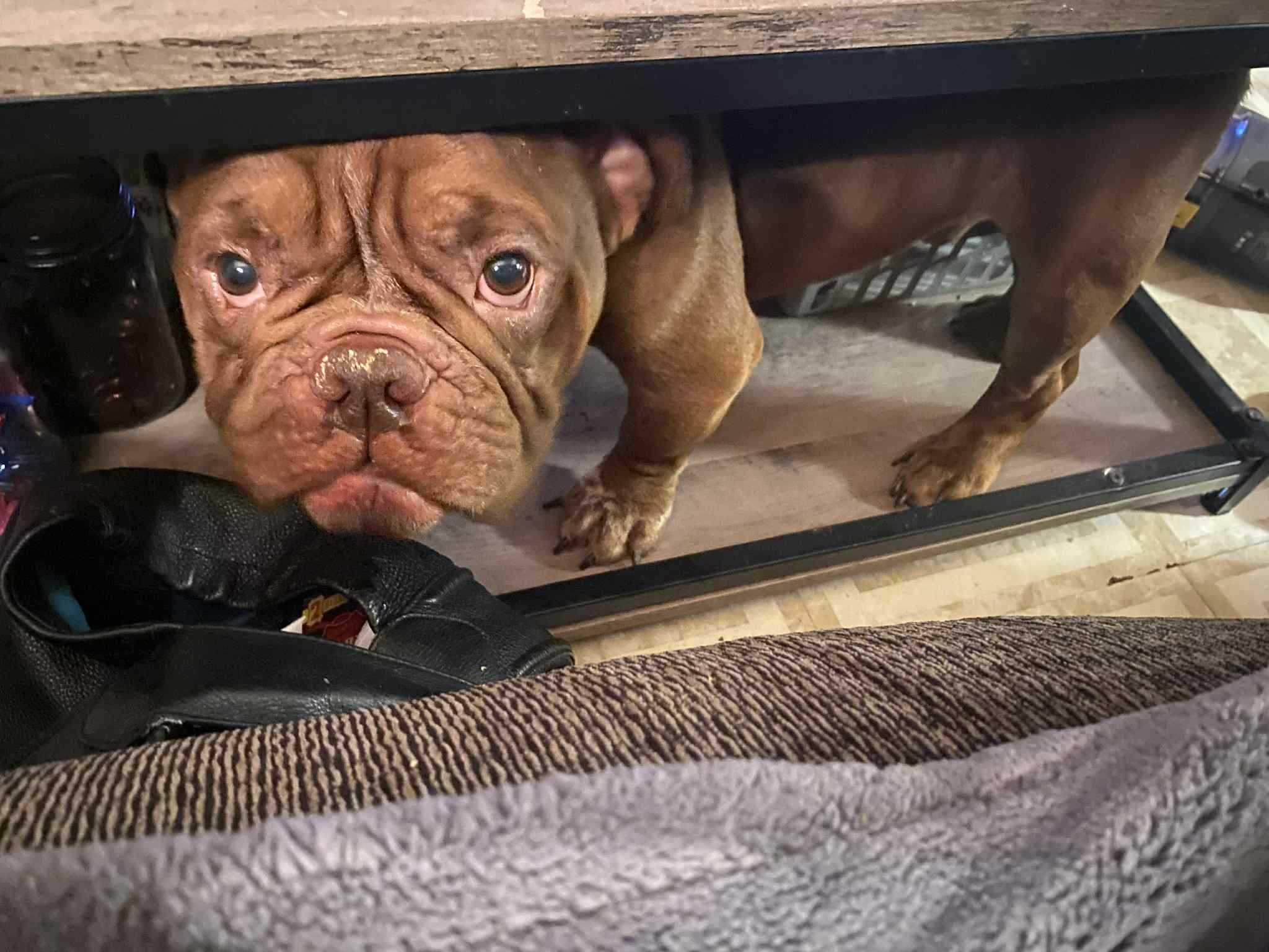 CT rescue dog to compete for title of 'America's Favorite Pet'