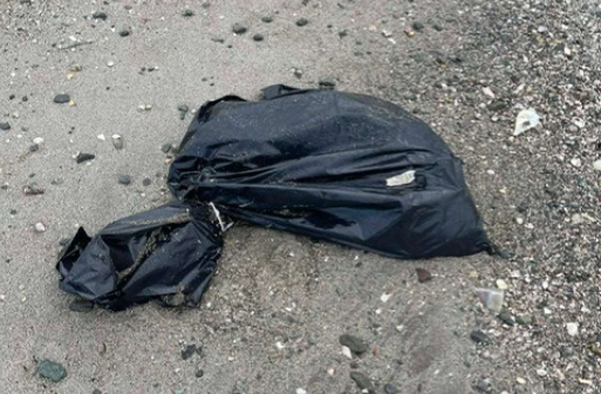 Seven dead dogs were found around CT over two weeks, activist says