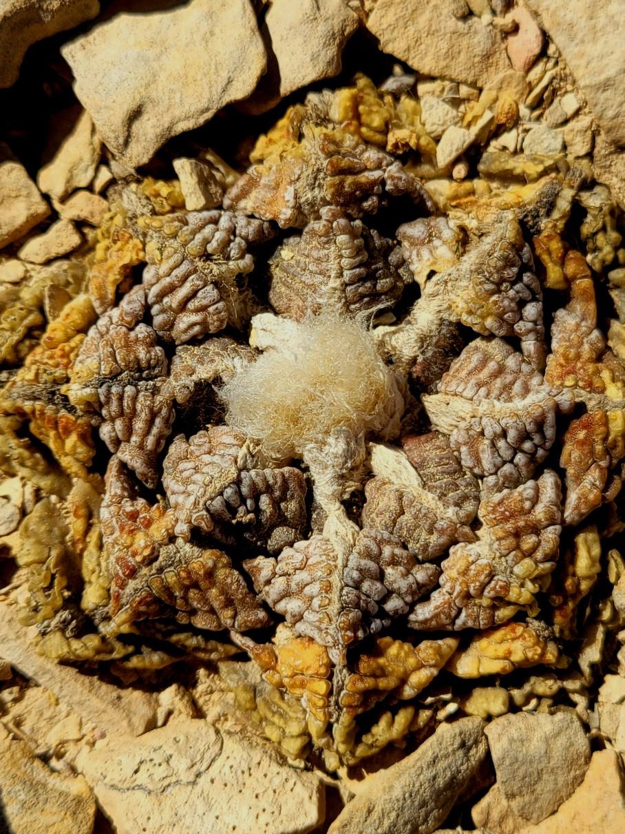 Rare cactus targeted by poachers found in Texas Big Bend