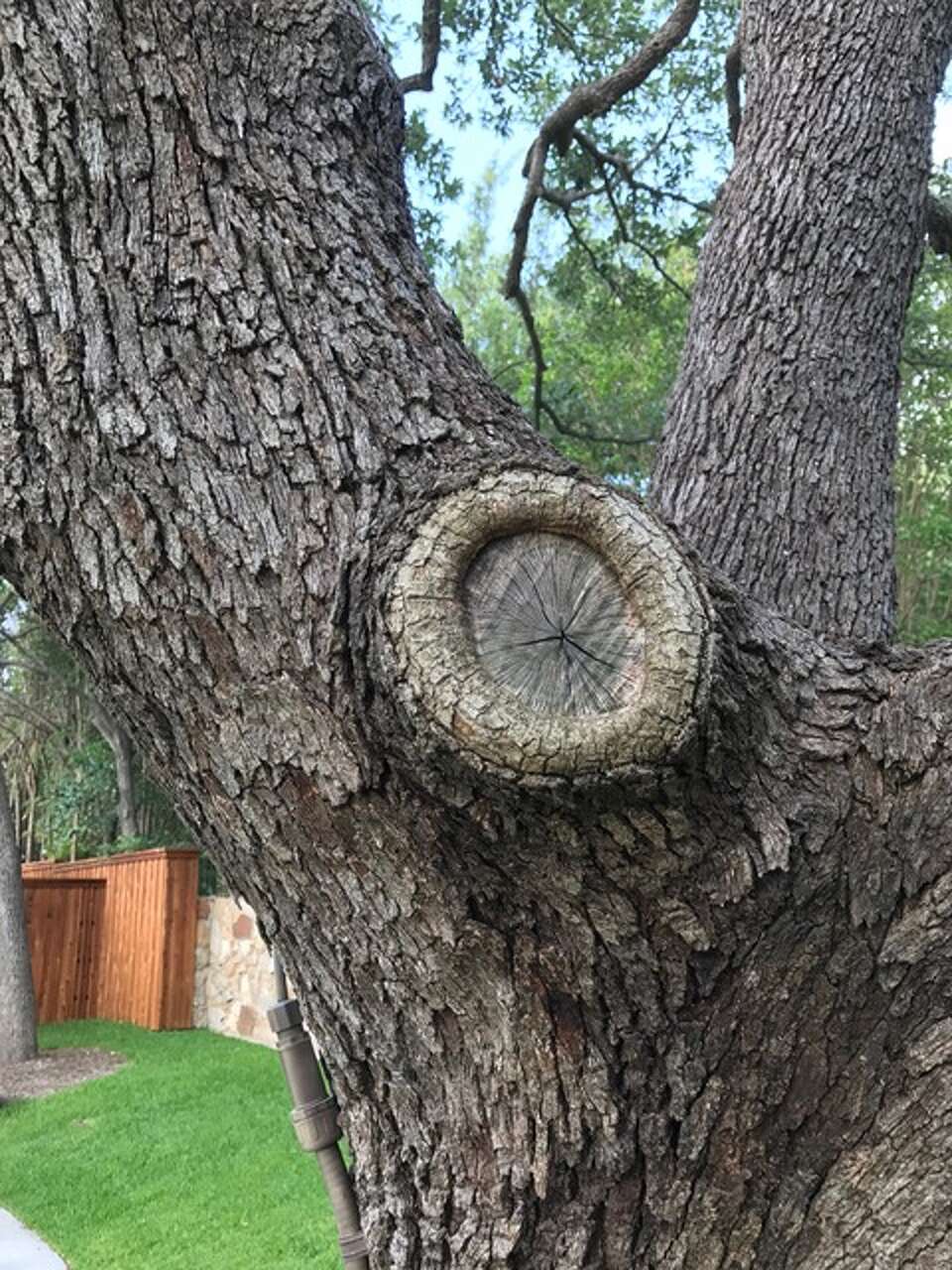 Should you use 'pruning paint' on your trees? Should you use 'pruning paint' on your trees?