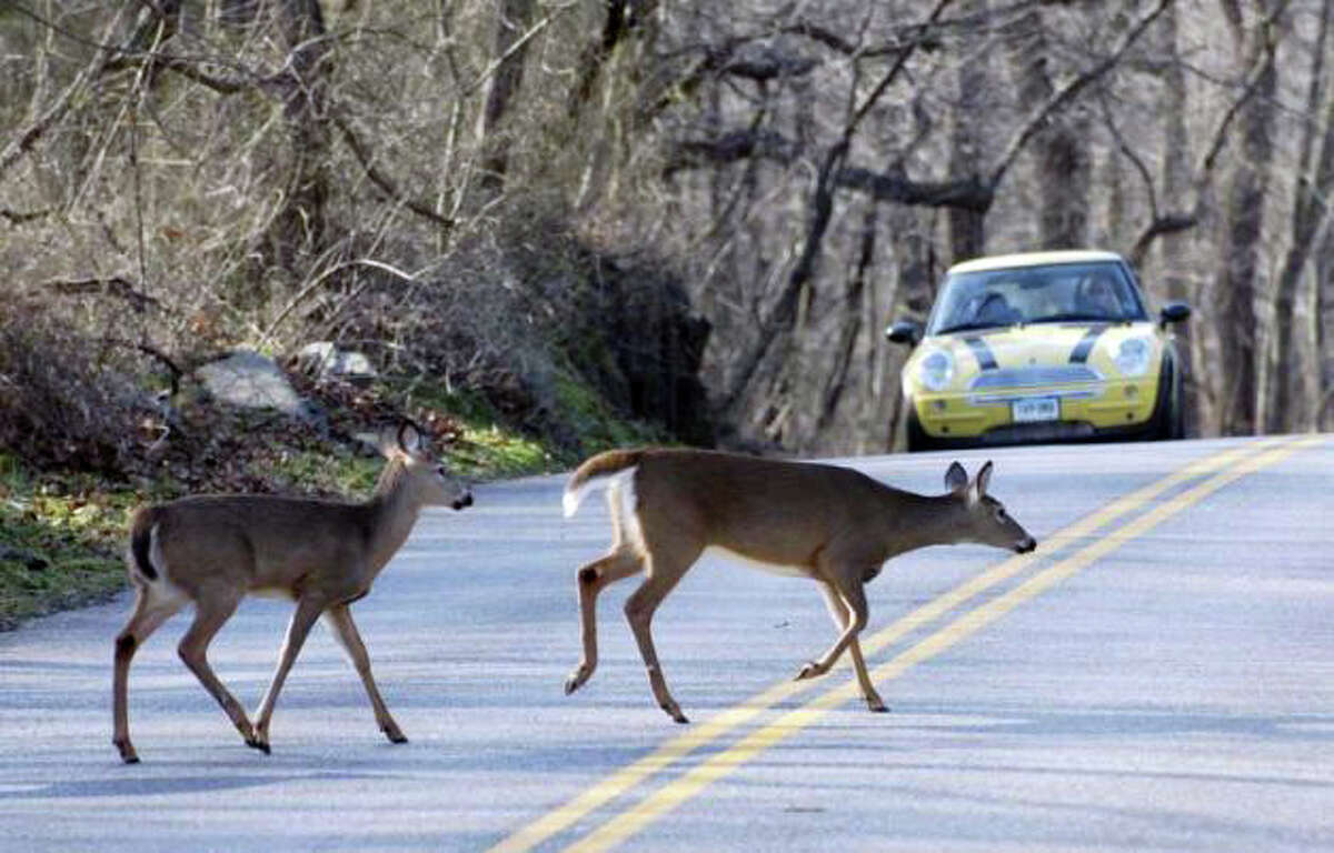 Deer scamper across a Stamford street in front of traffic.