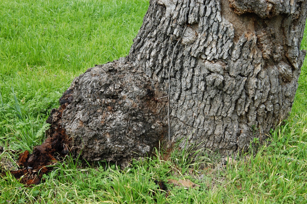 Is your tree stressed out? Here's how to bring it back to health