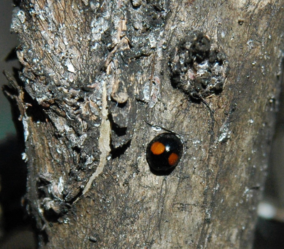 Meet our favorite ladybug in disguise