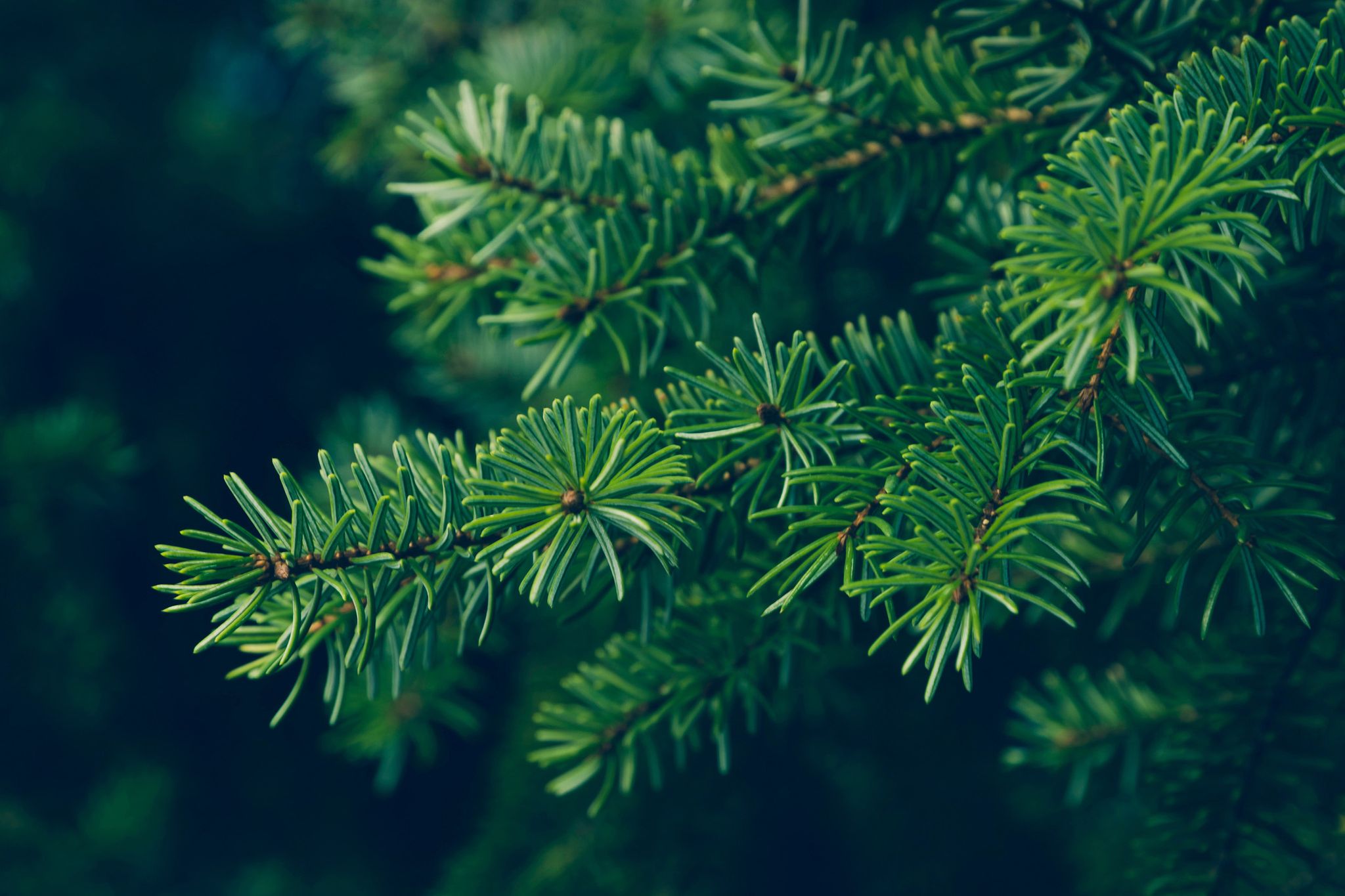 Everything you ever wanted to know about evergreens
