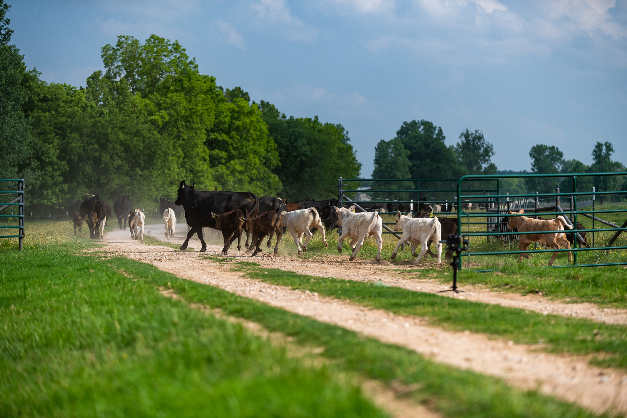 CF Ranch