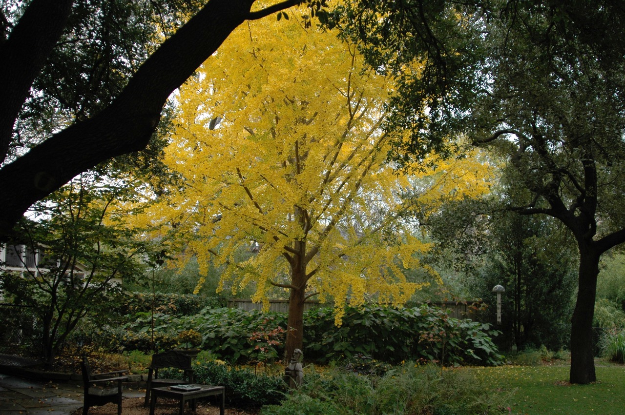 How to make your ginkgo tree grow like a champion