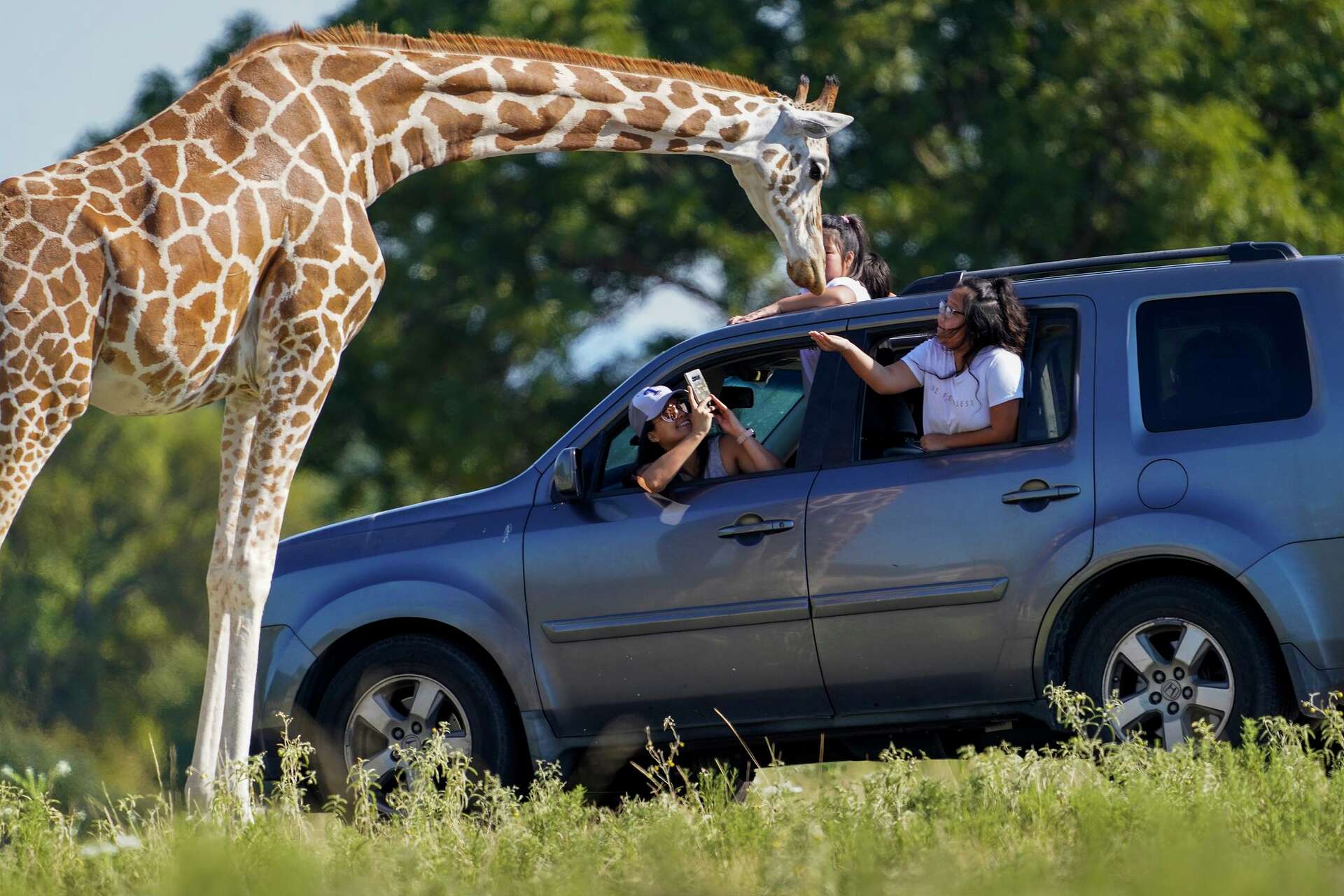 Fossil Rim Wildlife Center has new rule after giraffe lifts kid