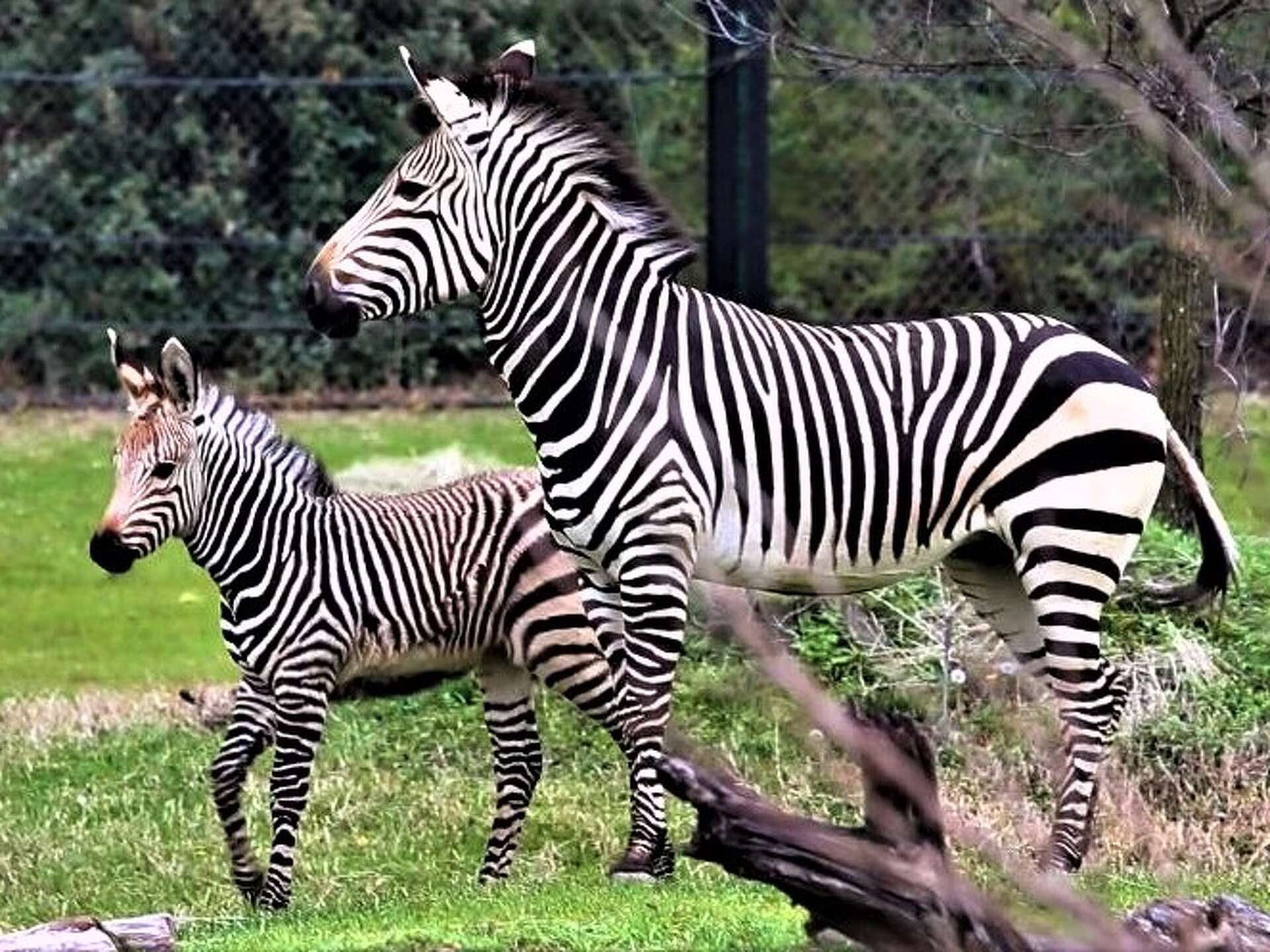 Zebra Injuries Zebra at Dallas Zoo dies following injury likely caused by another animal