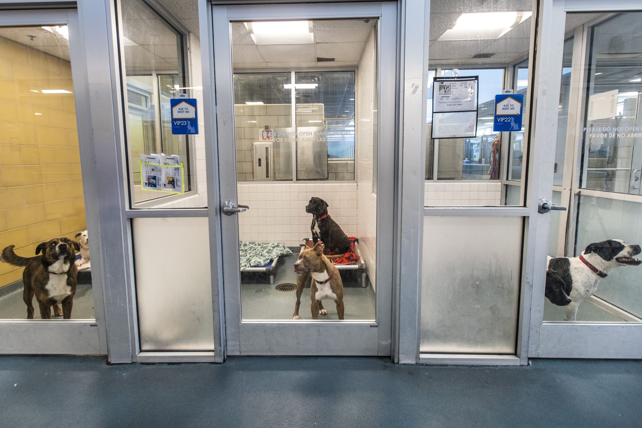 Dallas Animal Services