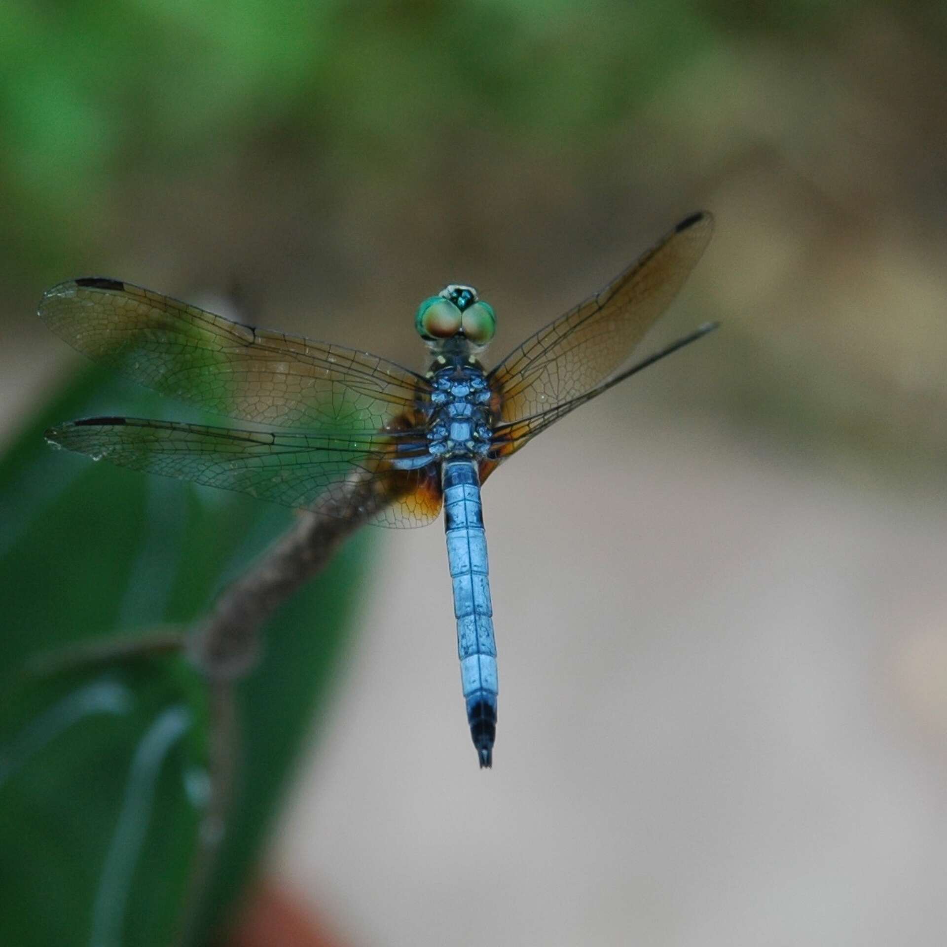 Dragonflies and damselflies are a boon to your garden