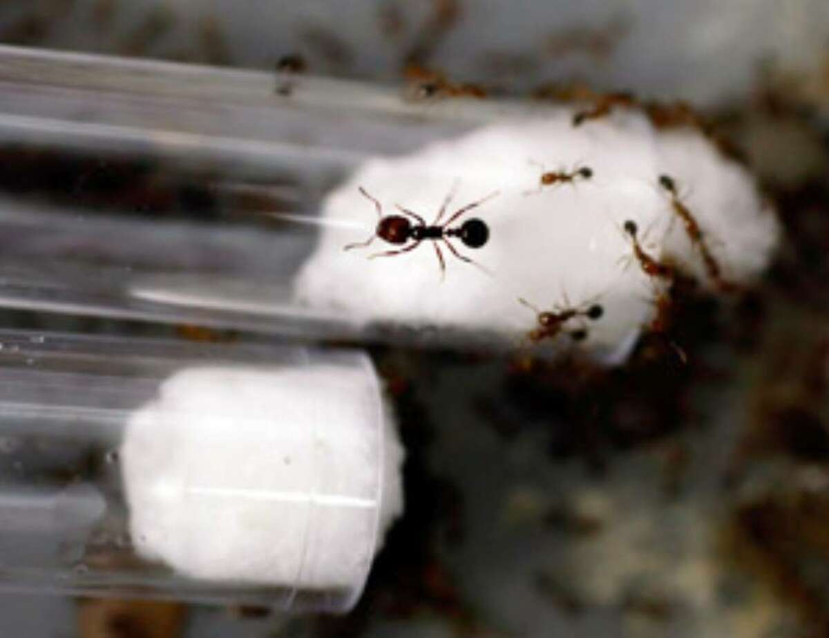 Fire ants crawl in test tubes in a lab at UTSA, whose first grant under the federal stimulus program is $390,000 to study pheromone receptor structure — how insects communicate.