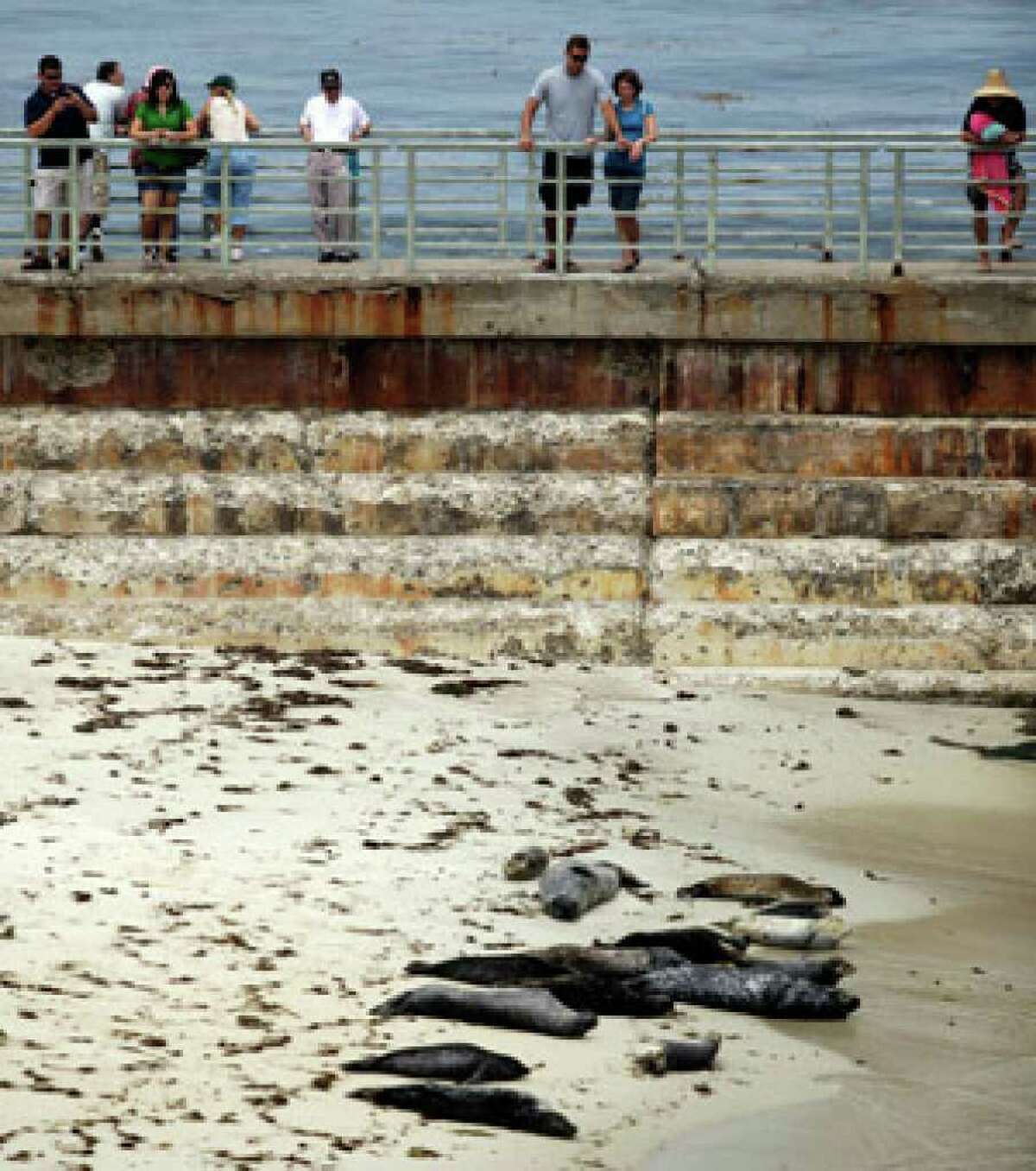 Vacationers and locals gather to watch harbor seals lounge on the beach where they have gathered for years in the La Jolla section of San Diego this summer.