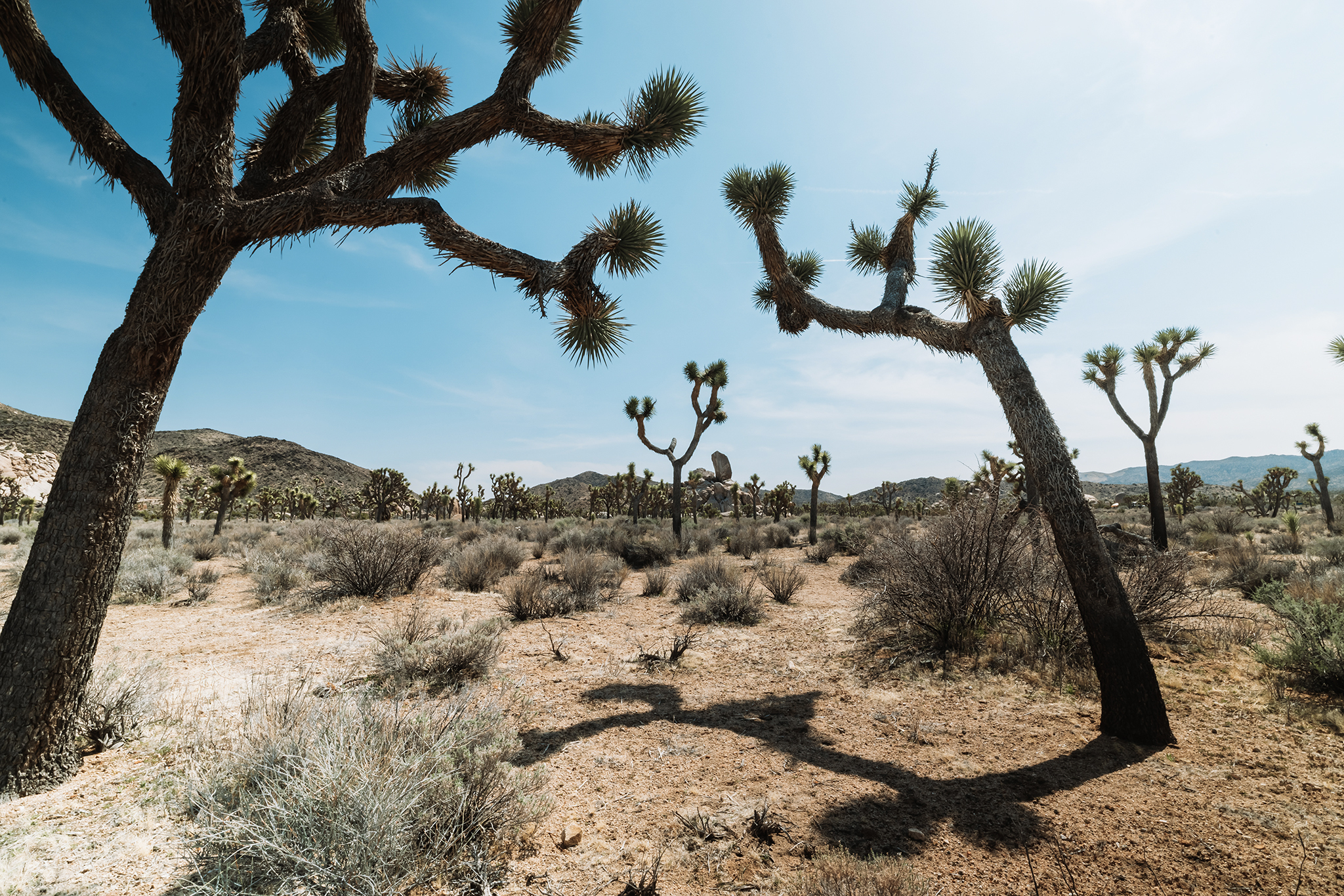 Hundreds of mini earthquakes rattle Joshua Tree National Park in 24 hours