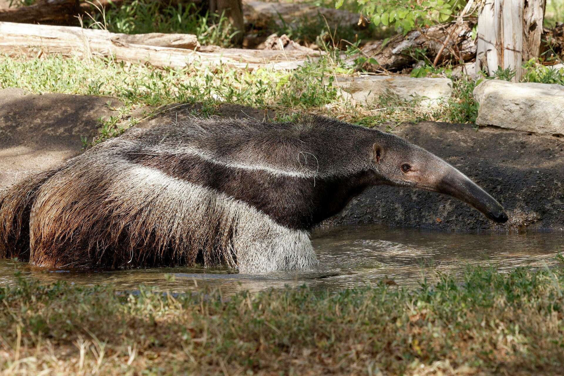 Dallas Zoo giant anteater Tullah euthanized