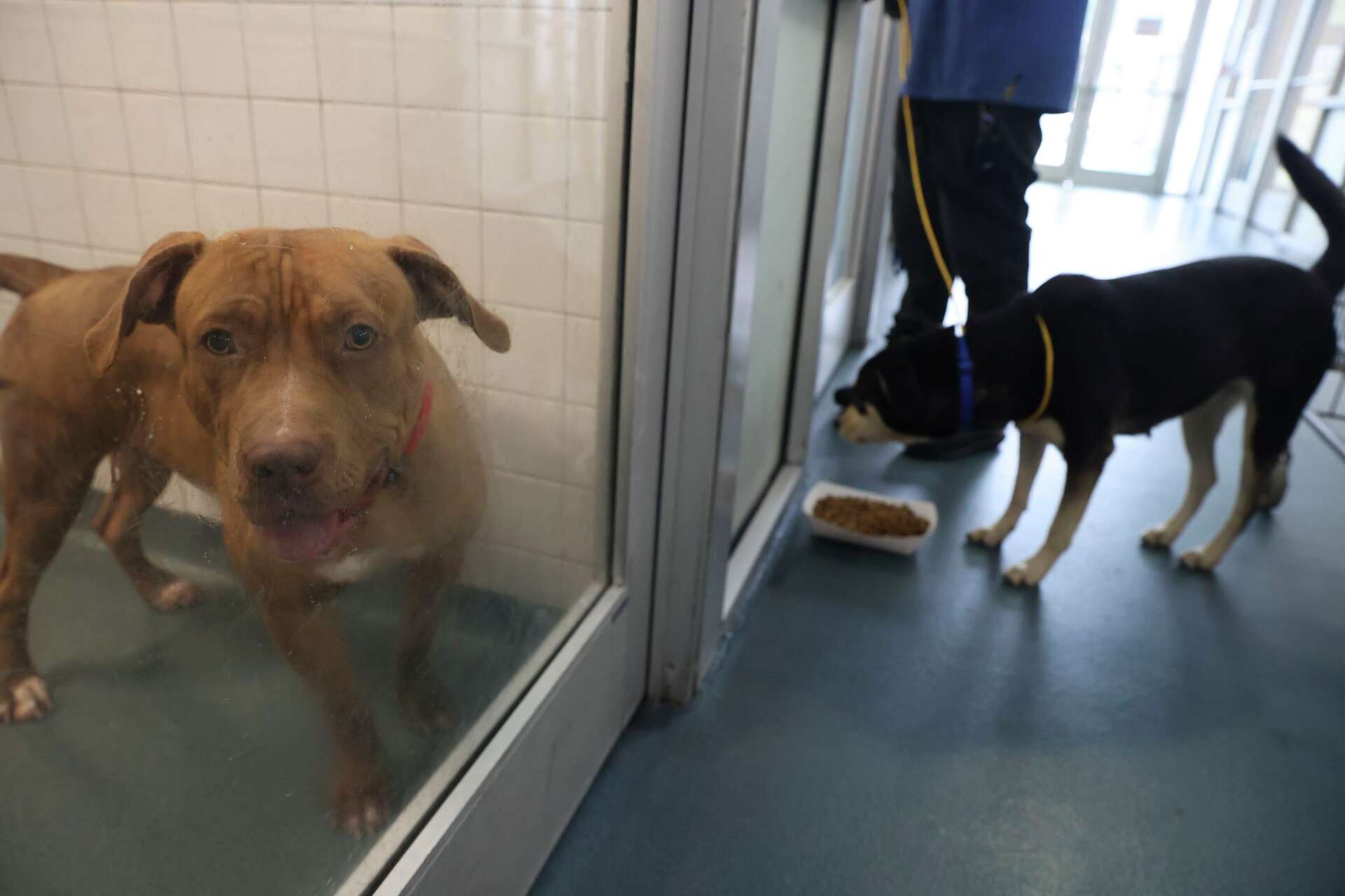 D-FW animal shelters are over capacity. Here's how you can help