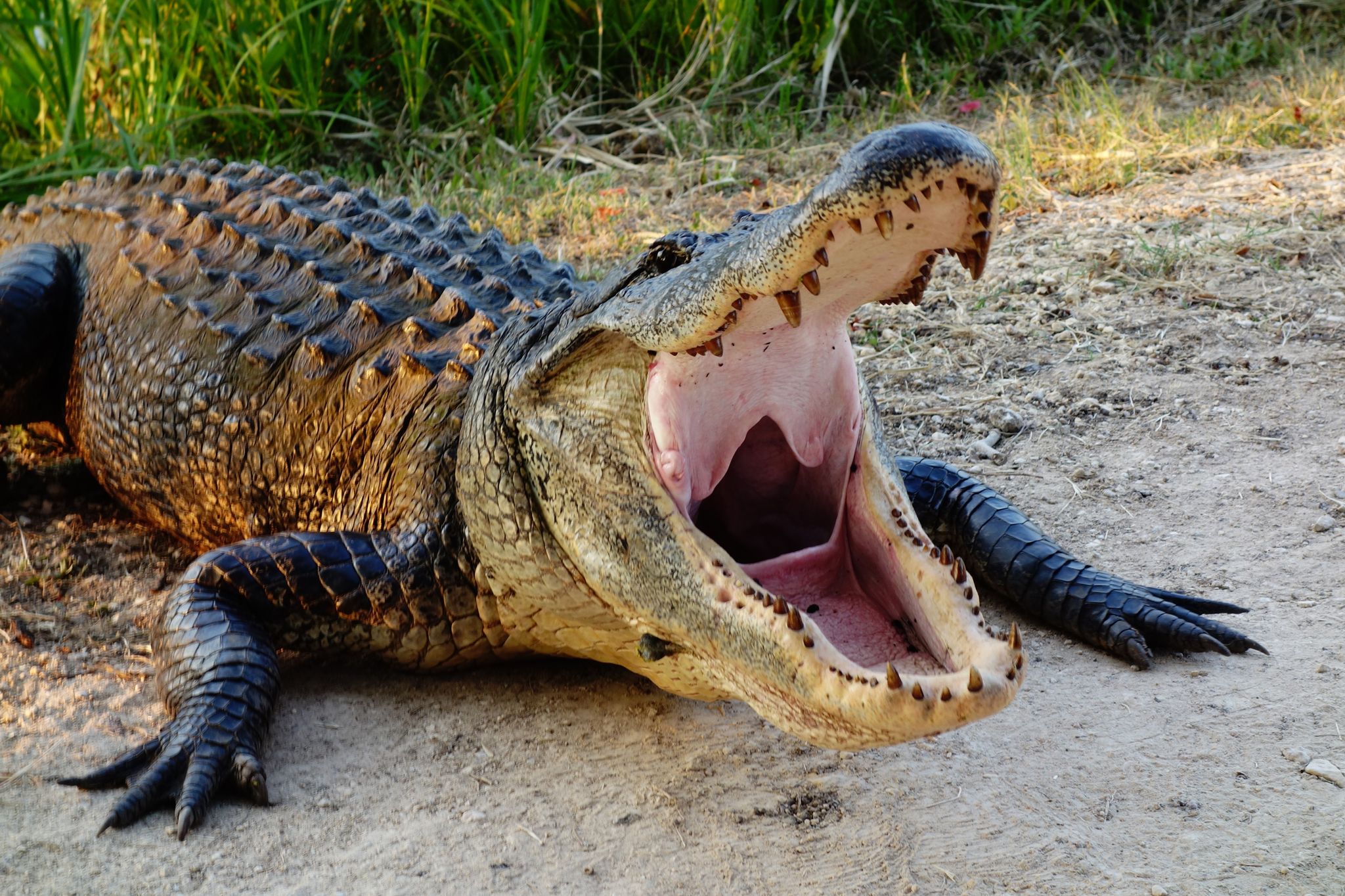 Alligator sightings prompt warning in Coppell