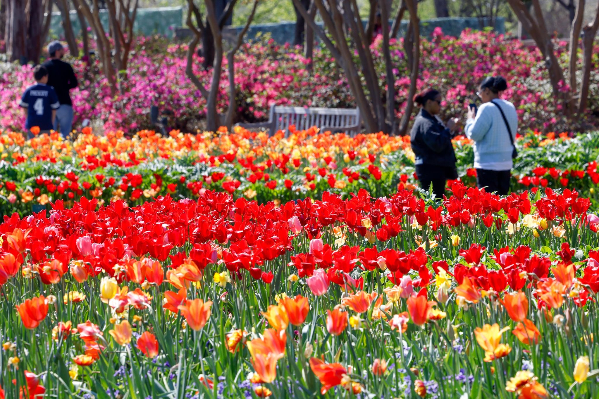 Find tulips in D-FW at the Dallas Arboretum this Spring 2025