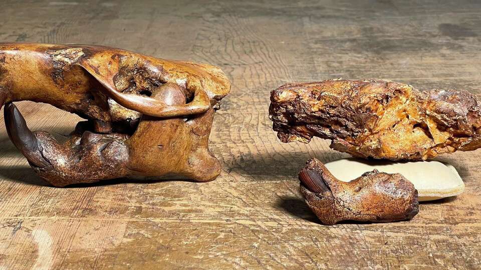 UT Austin names beaver fossil after Buc-ee's mascot