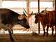 Longhorns from the Fort Worth Herd relaxed in the shade of a holding pen after being driven down Exchange Avenue in the historic stockyards June 27, 2023.