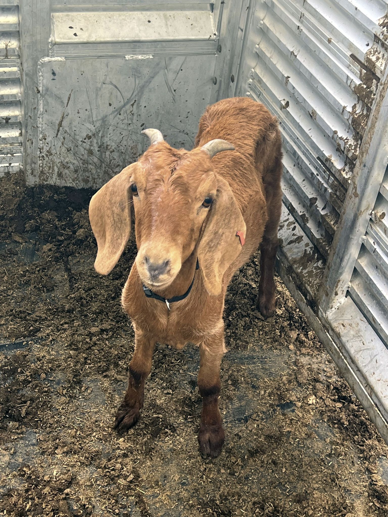 Steelcase Goat Rodeo Willy the rodeo goat found after weeks-long search in South Texas