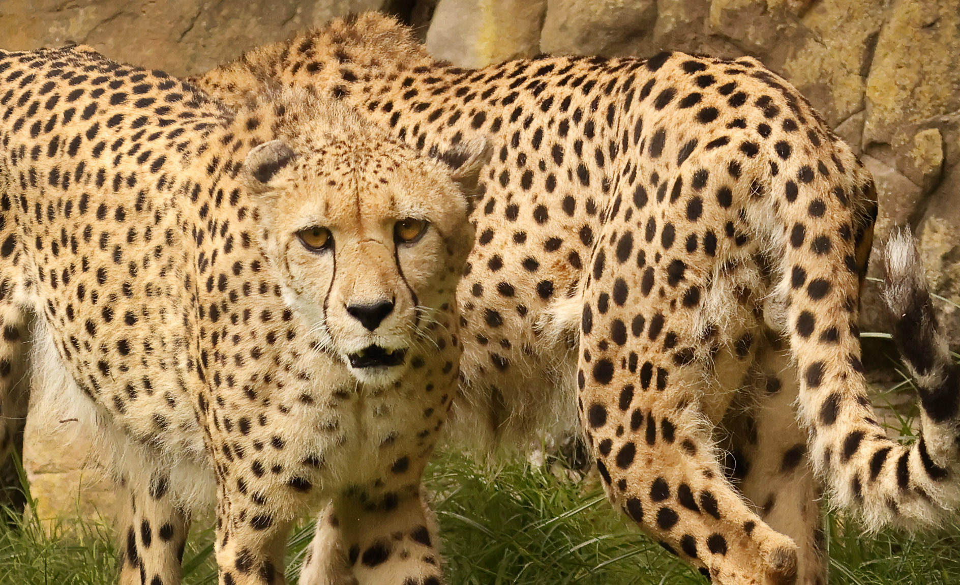 Fort Worth Zoo introduces newest exhibit, Predators of Asia & Africa