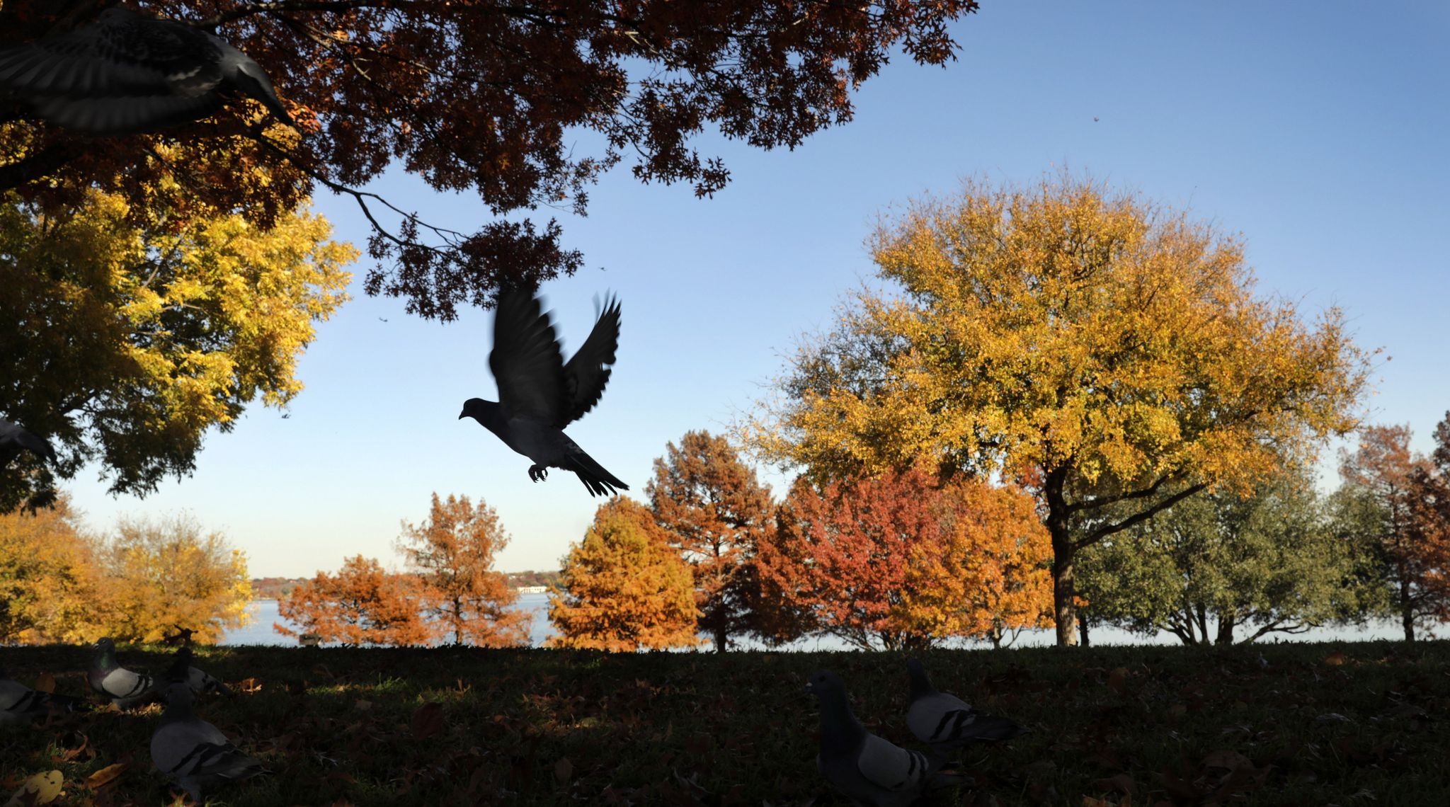Temps dip into the 40s Saturday after cold front passes D-FW