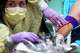 Trauma nurse Kathrine Lozano administers a unit of blood to a patient in trauma center at John Peter Smith Hospital in April 2023, in Fort Worth.