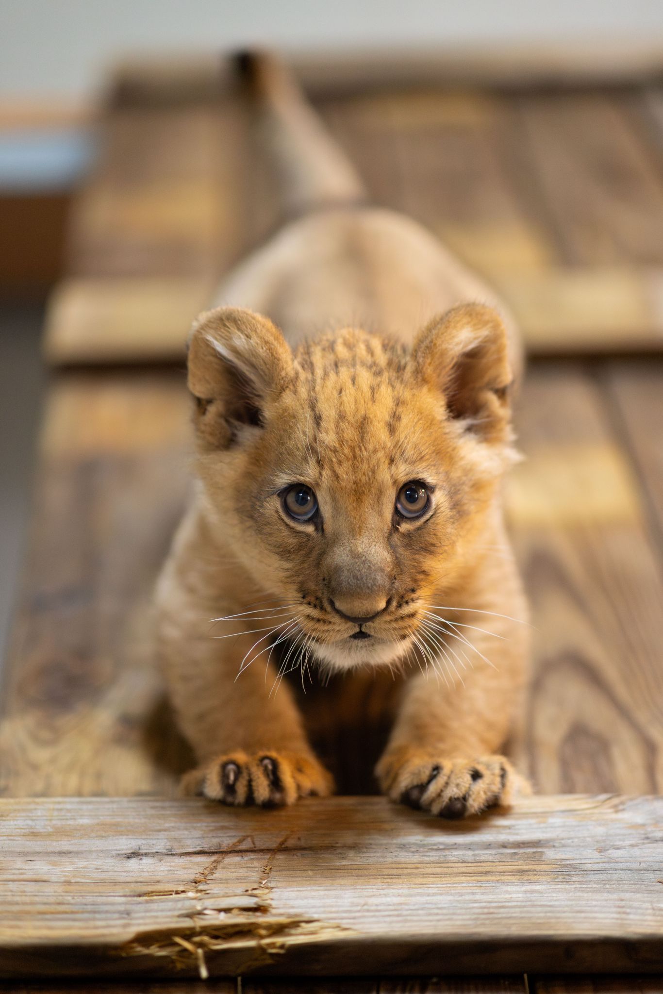 Lion cub named Moja born at Fort Worth Zoo