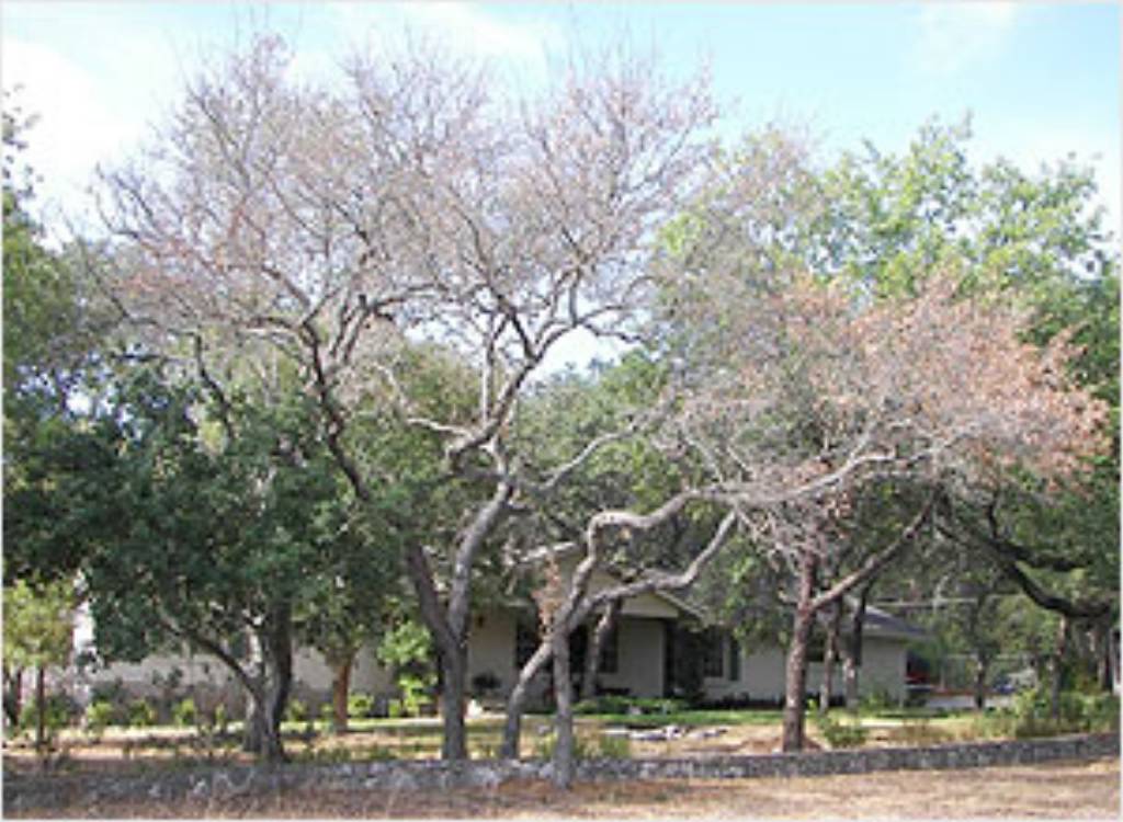 Recent rains may have come far too late for some trees