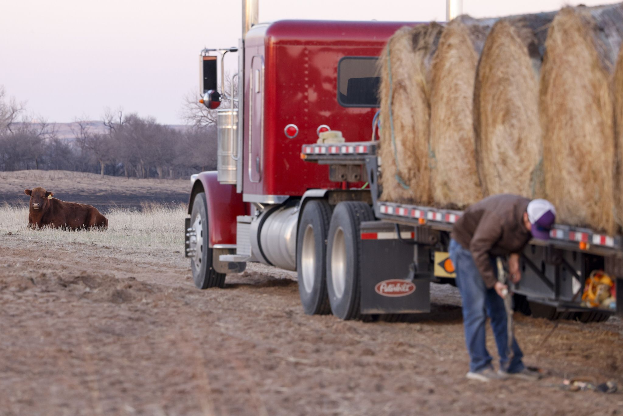 TX wildfires: Ranchers suffer burned land and dead animals